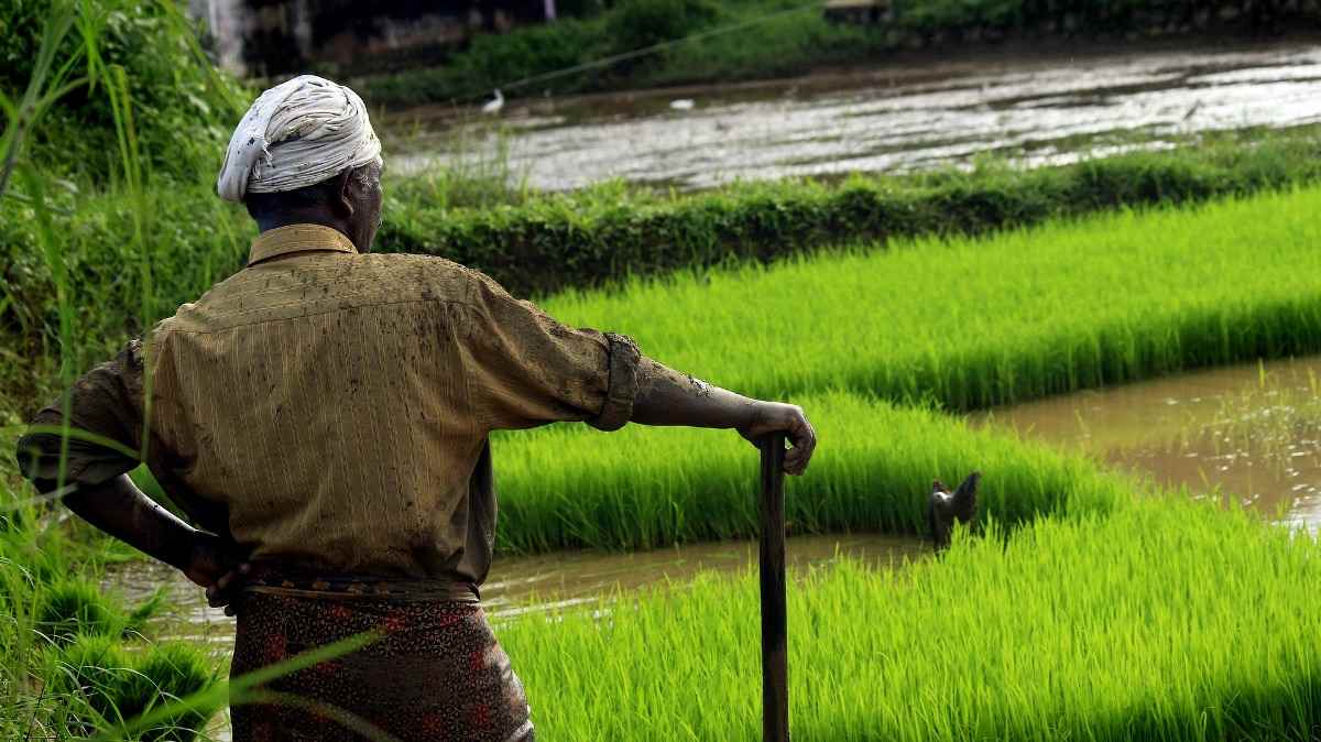 As crops dry without rain, farmer Amudala Ramesh’s tireless efforts to water fields with buckets to save his maize stand as a symbol of resilience.