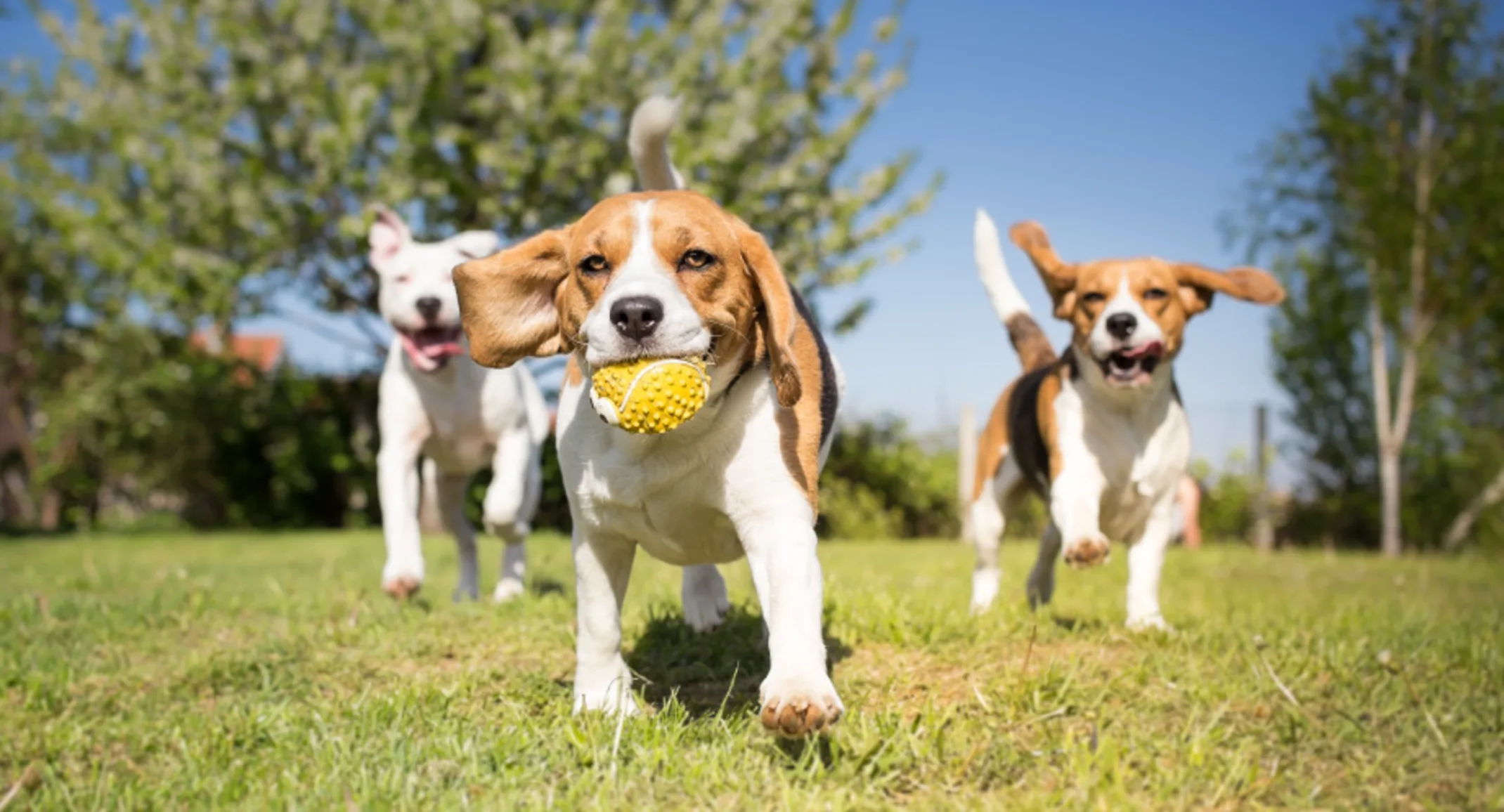 New Surat rule shocks pet owners: 10 neighbor NOCs mandatory; move aimed at preventing dog attacks on children.