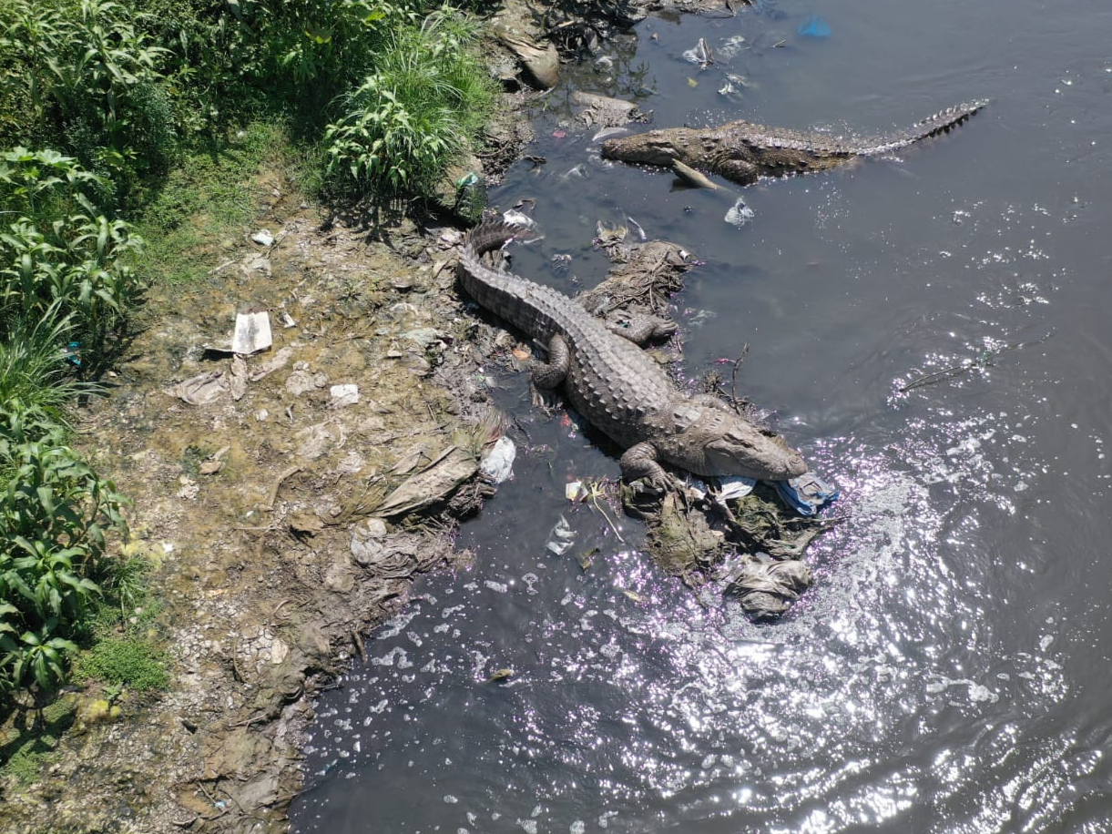 Two crocodiles appeared in Vadiyaram lake, causing panic among villagers. Locals urge forest officials to capture them immediately.