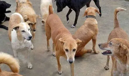 Two dogs attacked six-year-old Akshita in Gandhinagar, causing serious injuries. She was shifted for advanced treatment.